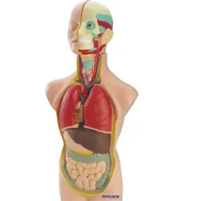 Anatomia człowieka - fantom Miniland